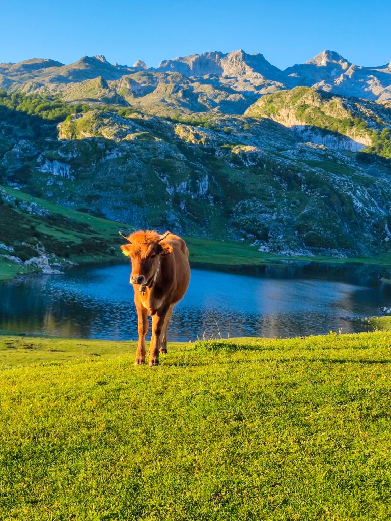 Itinerario di 7 giorni nelle Asturie: Laghi di Covadonga